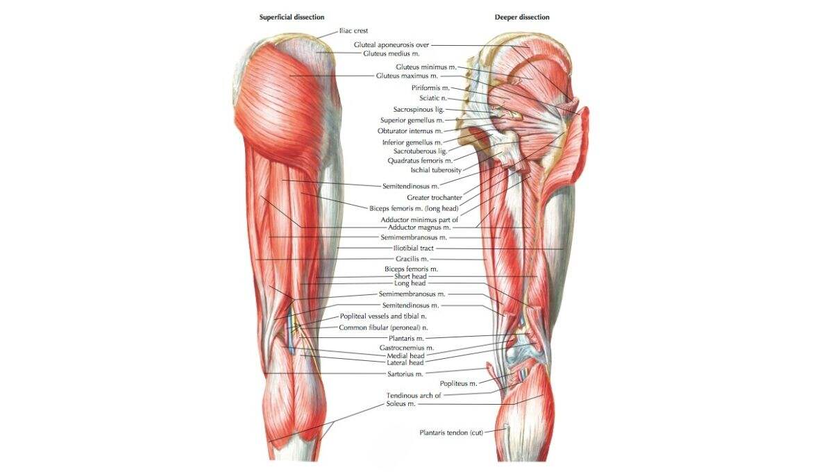 hamstring injury